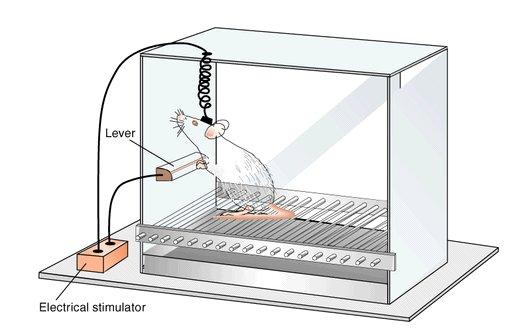 brain reward threshold => brain reward