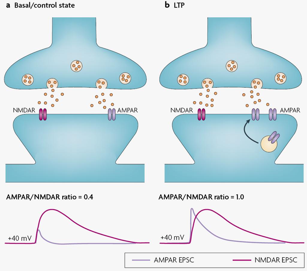 Determination of synaptic strength by measuring