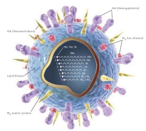 IgG ~1500 Da (~1400 aa) Eukaryotic cell 10