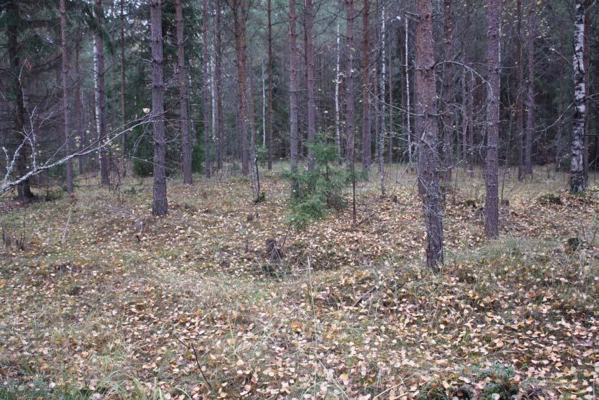 13 Raasepori Varvarinsuo 5 Perustiedot Muinaisjäännöslaji kiinteä muinaisjäännös Muinaisjäännöstyyppi hiilimiilu Ajoitus historiallinen Rauhoitusluokkaehdotus 2 Koordinaatit (ETRS TM35) p= 6669235,