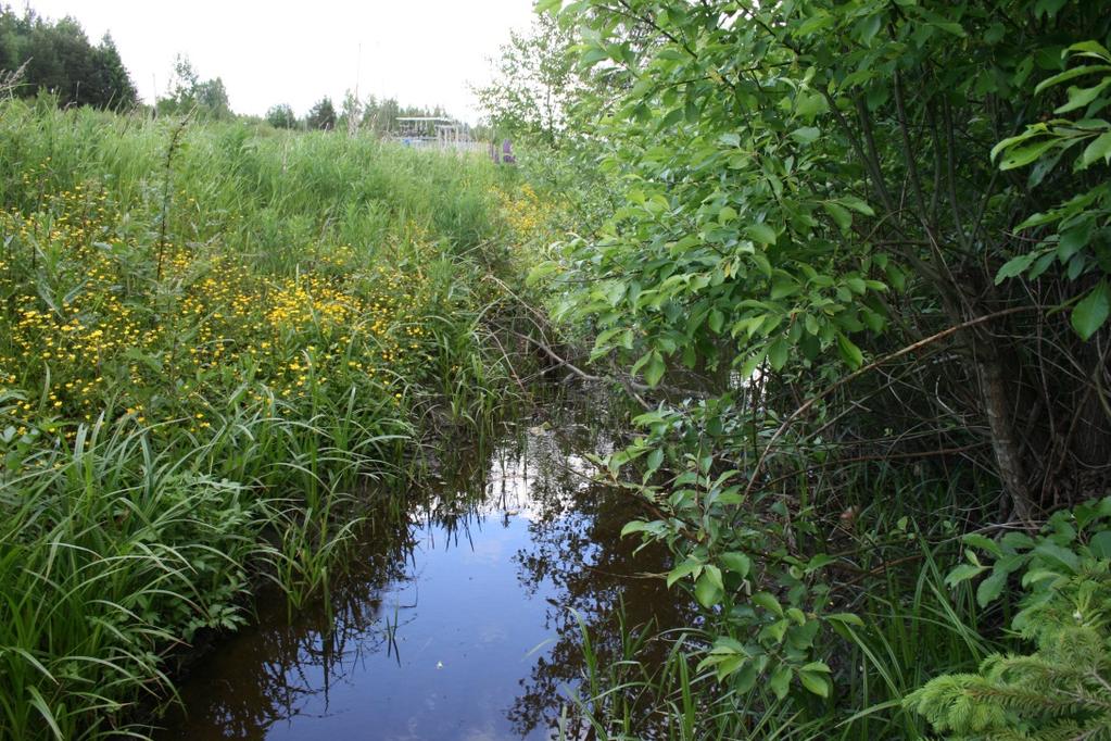 LIETTONOJAN YLÄOSA Kesäkuu 2015 uoman vedenpinnan leveys 1,0 2,5 m ja syvyys 10 17 cm, veden lämpötila +13 C uoman pohjamateriaali hienoainesta, savea tai hietaa sisältäen paikoin eloperäistä