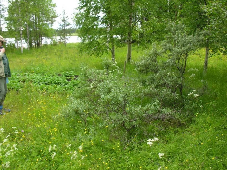 Suomussalmen Kirkonkylän tiiviisti rakennettu taajama on alueen itäpuolella.