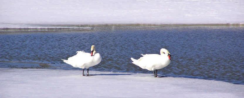 Tämä tunne liittyi omaan persoonaan, omaan terveyteen tai sairauteen tai kärsimykseen potilaan otettua yhteyttä hoitoyksikköön. Hän sanoi, että herranjumala kun te olette lihonut.