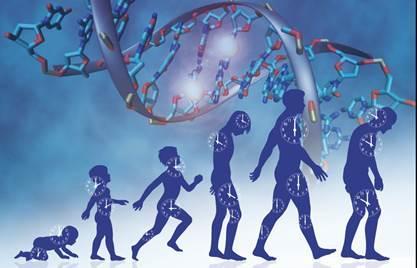 Epigeneettinen kello Epigenetiikka= geenien ilmentymisen säätelymekanismit Epigeneettisistä mekanismeista tunnetaan parhaiten DNA:n metylaatio eli metyyliryhmien (CH 3 ) liittyminen sytosiiniemäksiin