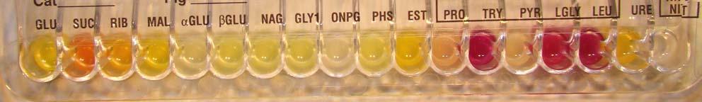 + Katalaasi RapID CB Plus: 1712101 Listeria monocytogenes (42%)