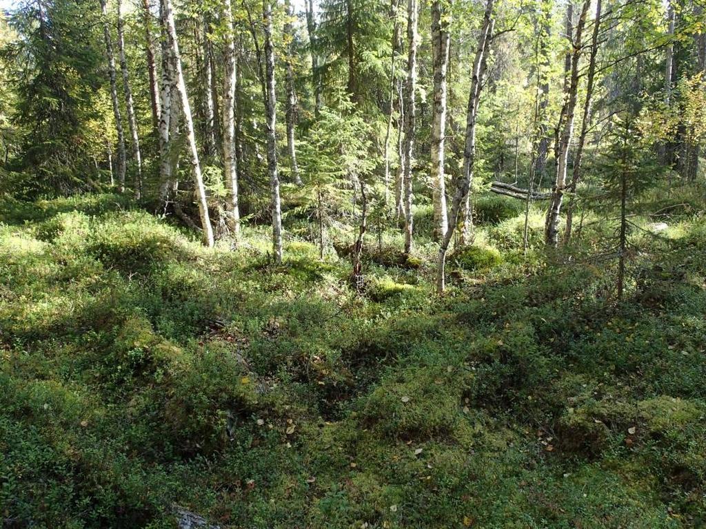 Pienemmän osan nurkassa on tulisijan jäännös 1,5x2 m, korkeus 1 m. Kehikon sisäpuolisella osalla kasvaa nuorta koivua ja kuusta.