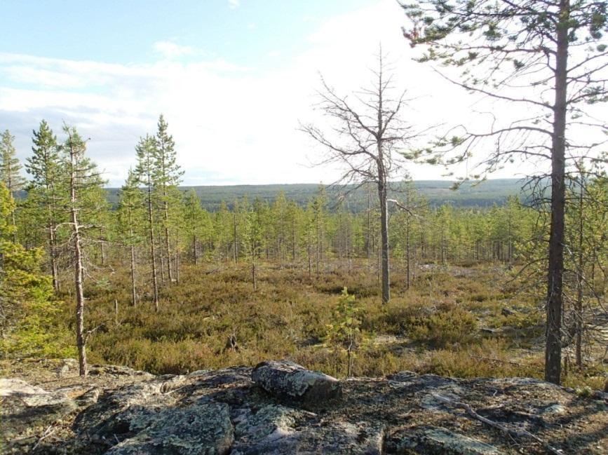 4 Hankealueella on, kuten aiemmin todettiin, Poksamon järven lisäksi muutamia lampia sekä puroja ja pieniä jokia, joiden varsia, kuten myös soiden ja hiekkakankaiden liepeitä, tarkastettiin