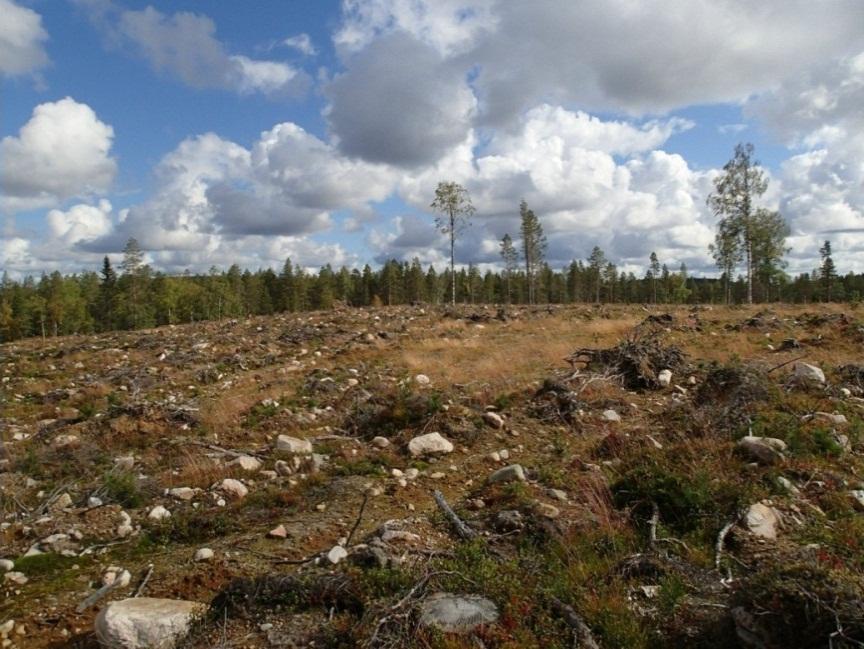 5 Hiljattain aurattua metsämaastoa