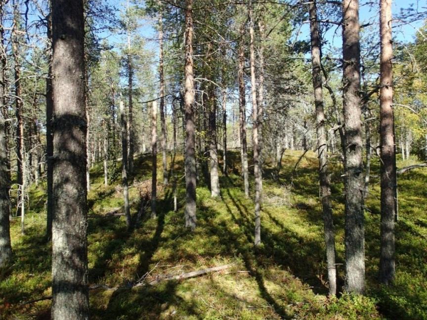 Metsämaastoa myllynpaikan nro 44