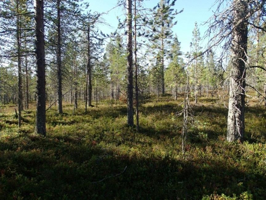 eteläpuolella Metsämaastoa