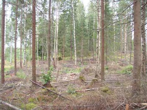 Alueella ei esiinny luonnonsuojelulain, vesilain tai metsälain tarkoittamia arvokkaita luontotyyppejä tai elinympäristöjä.