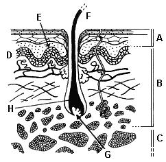 Pergamentti (lat. membrana, sa. Pergament, e. parchment,, ra. parchemin,, i. pergamena, membrana) traditio: Pergamon, Vähä- Aasia 2. vs. ekr.