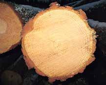 Metsänlannoitus on hyvä sijoitus Kangasmetsien lannoitus tuottaa erinomaisesti. Parhaita kohteita ovat puolukka- ja mustikkatyypin harvennetut havupuustot.