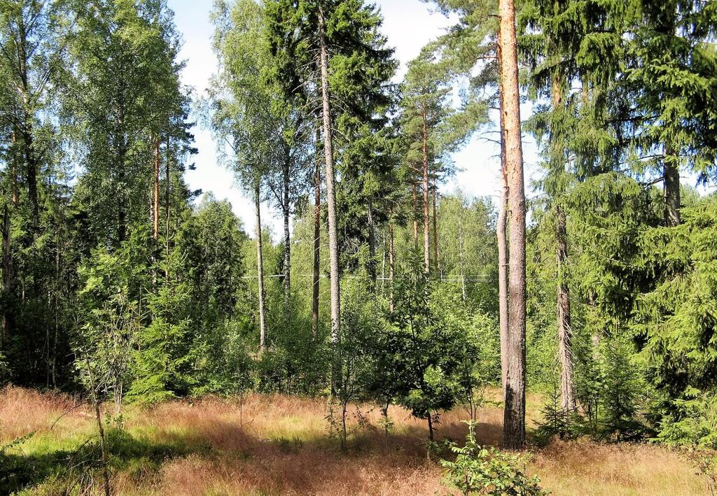 Lillmossaskogenin asemakaava-alueen luonnonolot Kuva 3.