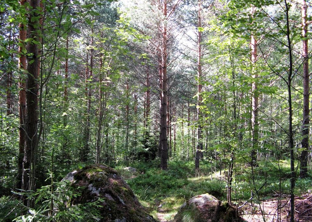 Lillmossaskogenin asemakaava-alueen luonnonolot Kuva 5. Runsaan 30 vuoden ikäistä männikköä kuvion 4 eteläosasta. 3.2 Liito-orava ja lepakot Selvitysalueen ympäristössä kolme liito-oravan elinaluetta, joilta kaikilta laji on löydetty vuonna 2005.