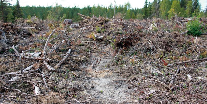 2 METSÄNUUDISTAMINEN Puulajit - Kuusta suositellaan uudistettavaksi pääpuulajiksi keskikarkeille ja hienoille tuoreille ja sitä paremmille kankaille ja vastaaville turvemaille.