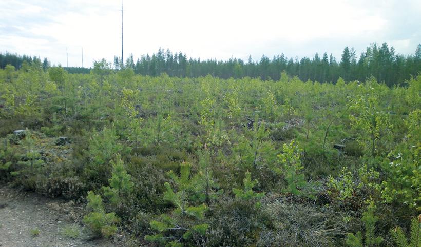 Lehdelliseen aikaan pienetkin lehtipuut näkyvät kuljettajalle hyvin, mikä helpottaa niiden tarkkaa poistamista. Kuva juuri ennen konekitkentää. Kuva: Mikael Kukkonen.