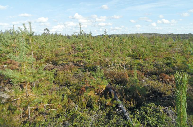 Kuvassa konekitkentää männyn taimikossa tekee 2,8 metriä leveä keskiraskas hakkuukone, jonka työleveys on 10 metrin ulottuvuudella 20 metriä.