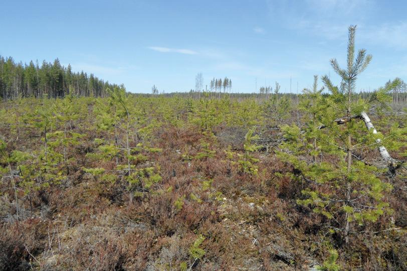 3 TAIMIKONHOITO Kuva 44. Konekitkennässä voidaan kaataa melko suuria puita (oik.). Konekitkennästä kolme kasvukautta. Kuva: Mikael Kukkonen.