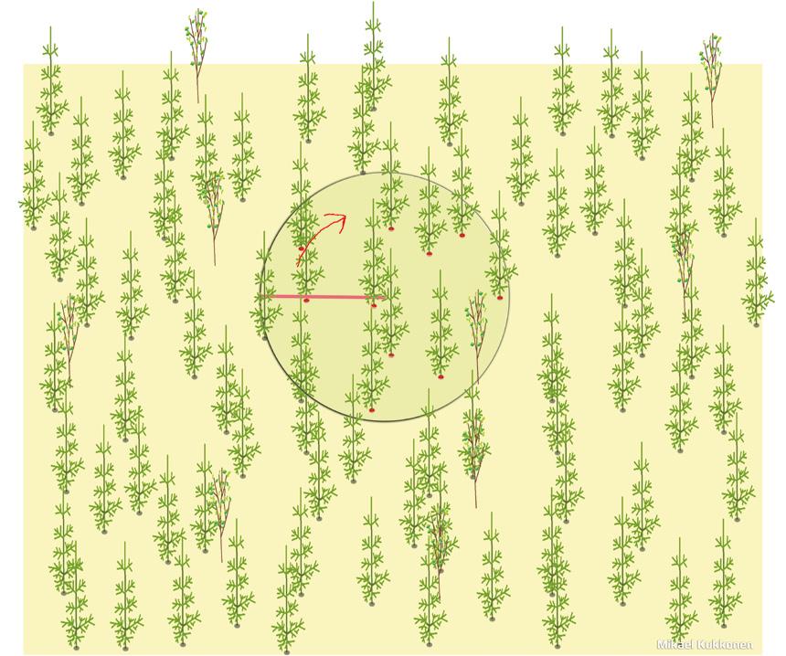 3 TAIMIKONHOITO Taimikonhoidon tavoitetiheyden täyttymistä kontrolloidaan omavalvontamittauksella. Mittauksessa käytetään 3,99 metrin säteistä ympyräkoealaa (50 m²), jolloin yleistyskerroin on 200.