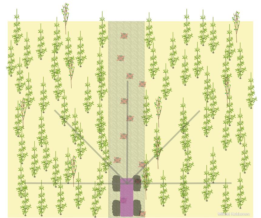 3 TAIMIKONHOITO Taimikonhoitokoneen ajolinjalta poistetut puut vähentävät taimikon tuotantopuuston määrää. Mikäli ajolinjalta poistettuja puita ei kompensoida mitenkään, menetetään osa runkoluvusta.