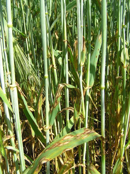 Vuonna 2014 kokeilla paljon rengaslaikkua Rengaslaikku (Rhynchosporium secalis), yksi merkittävimpiä ohran tauteja Suomessa Leviää Viileinä ja sateisina kasvukausina Yksipuolisessa ohran viljelyssä