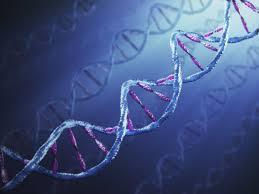 Genetic background and lifespan Animal model of intrinsic aerobic capacity HCR (High-capacity runner) LCR