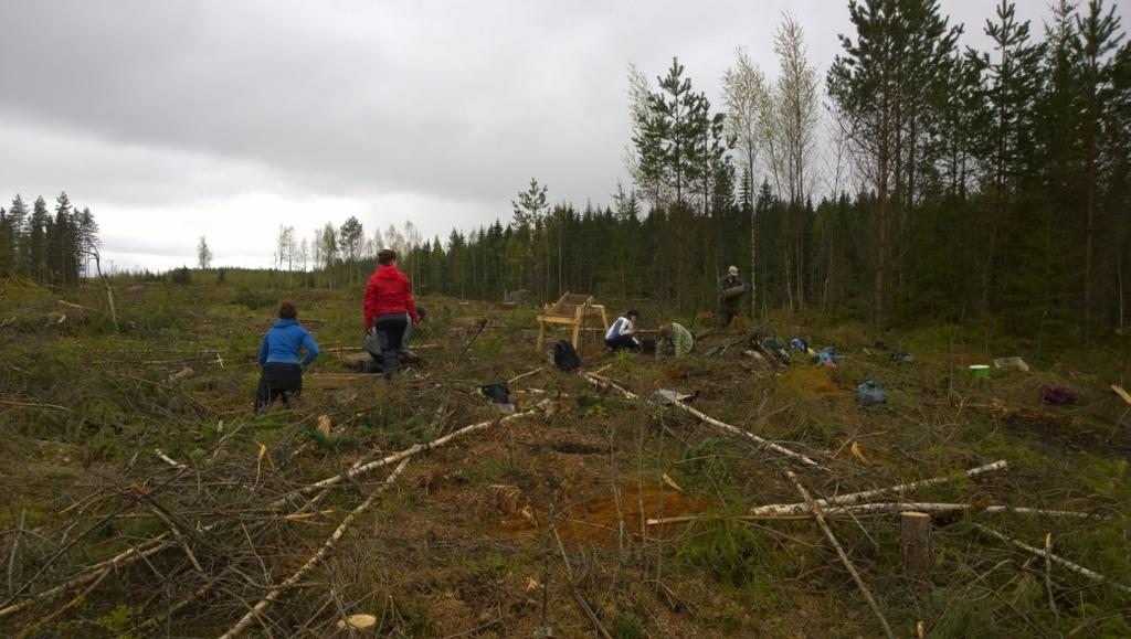 Molemmille kaivausalueille luotiinkin oma sisäinen koordinaatisto, joka kaivausalueella 1 toimi niin, että xkoordinaatti kasvoi pohjoiseen