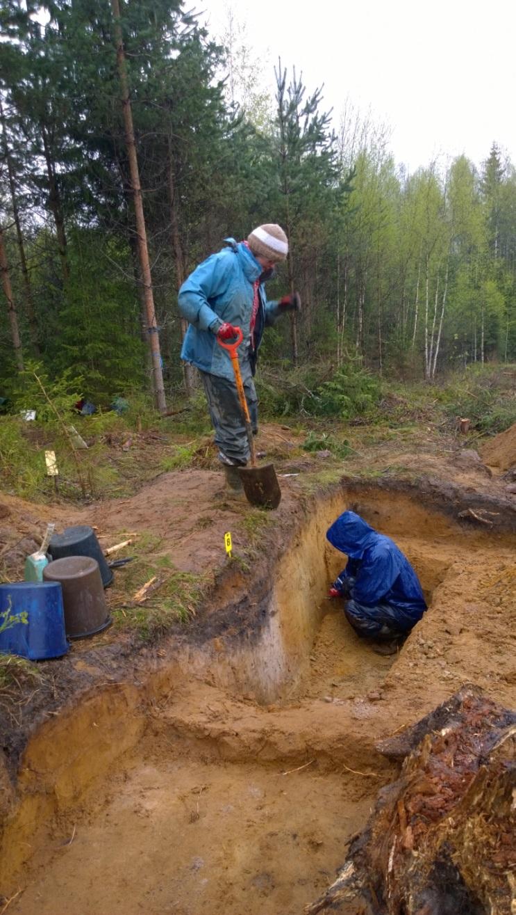 AKDG 4531:21. Kaivausalueen 1 luoteisreunaa puhdistetaan (tuulenkaadon jälki profiilissa), luoteeseen. Kuvaaja: P. Pesonen.