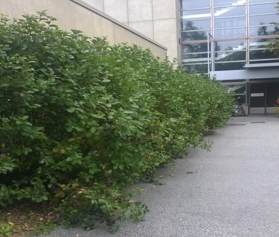 ) Toimenpiteet: Sembramäntyjä harvennetaan niin, että yksittäisille puille jää tareksi kasvutilaa. 12.f Valaisimet nsasryhmän itossa 9 Kuva 19.