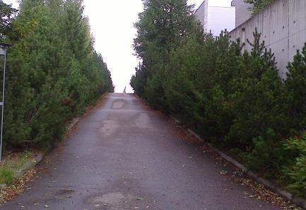 Sisäänkäynnin seinänvierustan puu ja nsaat kasvavat liian lähellä kiinteistön seinää. Juuret saattavat tukkia salaojat ja kasvusto tuo rakenteisiin kosteutta. (kuva 20.