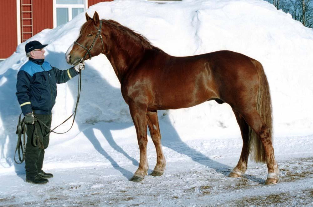 12. Kesä Toto Varsoja esitettiin 4 Tasainen