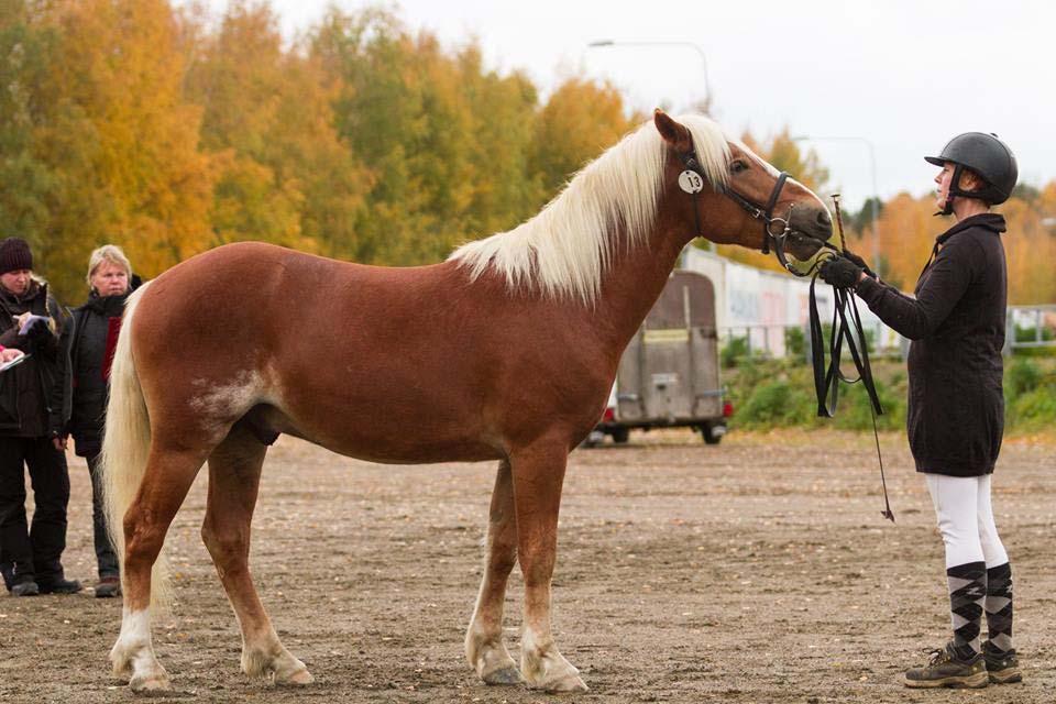 o. Dallidens Waldemar Joensuu 1.10.