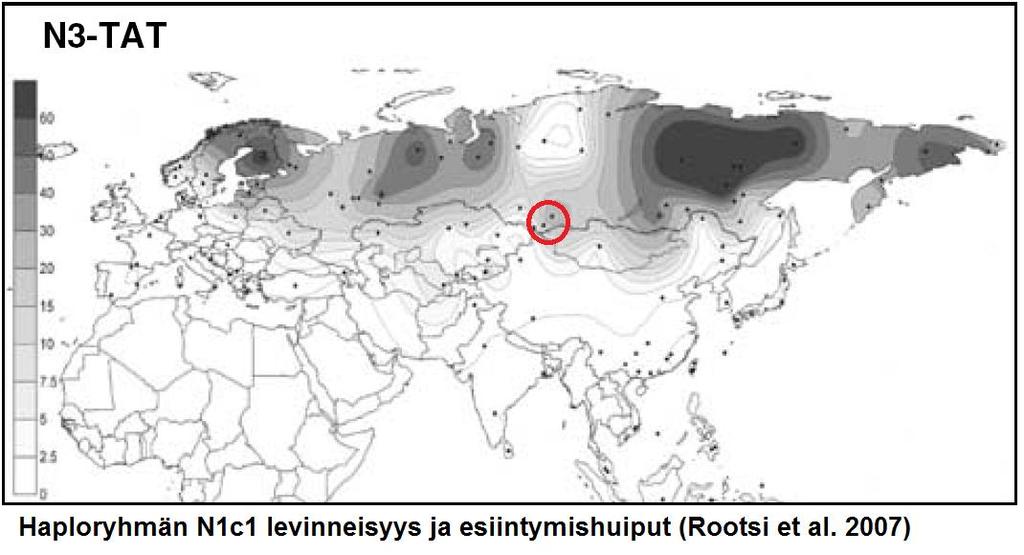 3. Korhosten DNA-tulokset Korhoset kuuluvat haploryhmään N1c1, jota luonnehtii SNP-mutaatio Tat/M46.