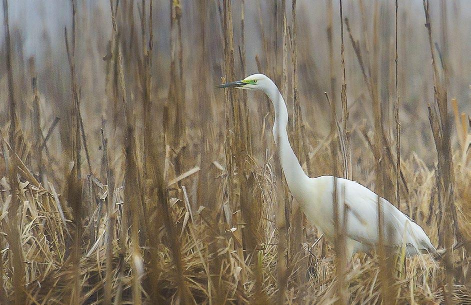 Pikkuharvinaisuudet 2015 Pikkukiljukotka (Aquila pomarina) (10) Esiintyminen oli suhteellisen vaisu edellisen vuoden 24 yksilöön verrattuna. Vuoden 2015 kymmenen havaintoa jakautuivat aikavälille 30.