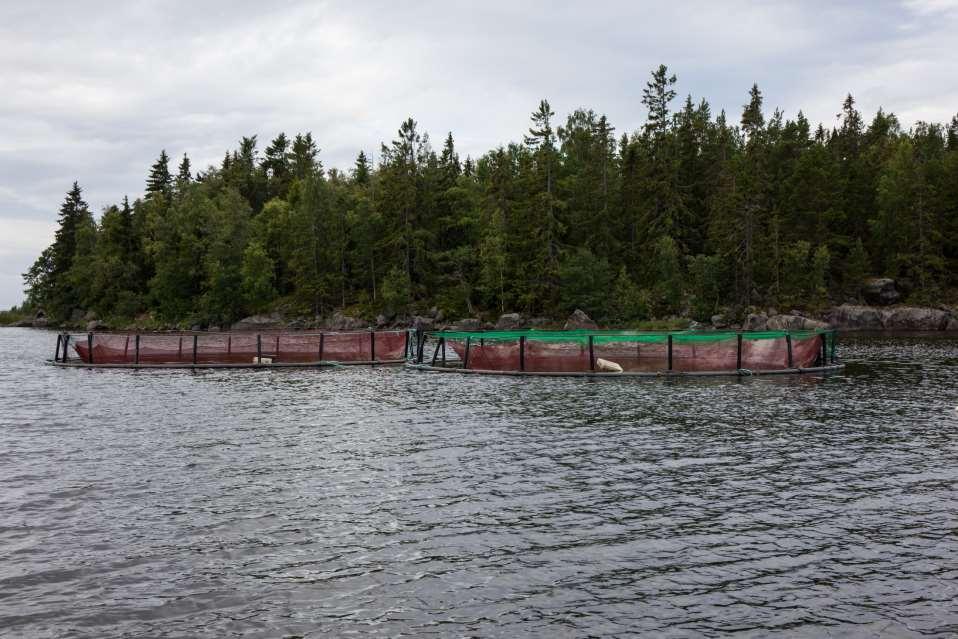 Merikutuisen siian kasvatus