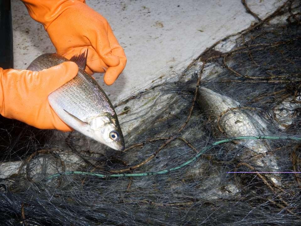 Luonnonvarakeskuksen siikatutkimukset 2014-2016 Tavoitteena on tuottaa tietoa kestävän siian kalastuksen edistämiseksi ja jotta toimiva vaellussiian luonnontuotanto saataisiin palautettua