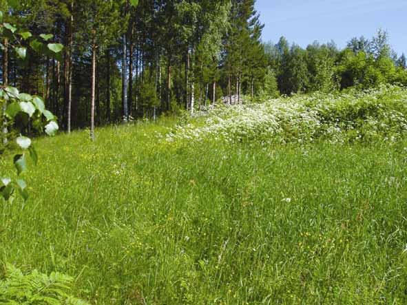 2.6. Muuramäen niitty (6) Kuva 8. Laidunnettujen reunavyöhykkeiden niittylajisto voidaan säilyttää niittämisellä ja puuston raivaamisella.