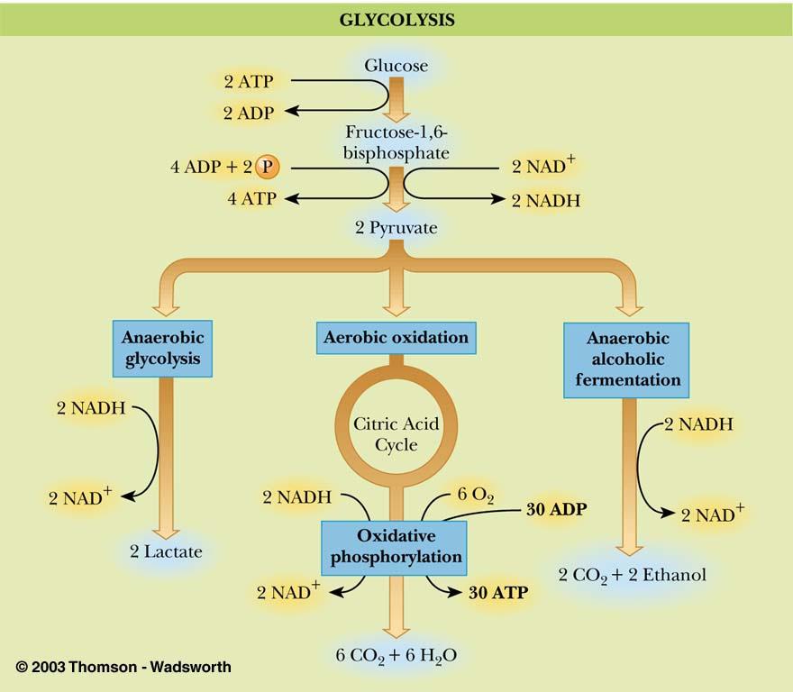 Glykolyyttinen metaboliareitti!