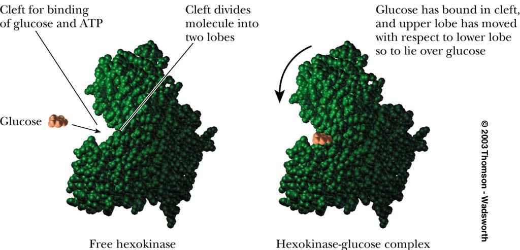 Glykolyysi reaktio 1!