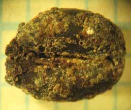 Vehnän (Triticum cf.