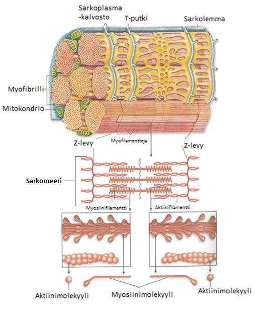 12 KUVA 2. Sarkomeerin rakenne (mukaillen Sand ym. 2011, 238) 3.