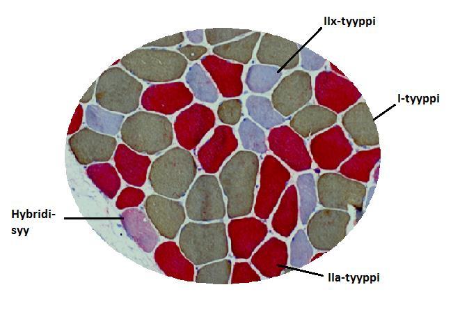 14 KUVA 3. Myosiinin kaksoisvärjäys (myosiini slow+fasta4), 20-kertainen normaalikontrolli aikuisen luustolihaksesta (Kuva: Sanni Nieminen & Menna Sirola 2015) 3.