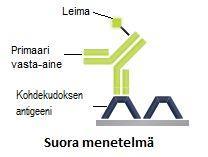 28 KUVA 9. Suora ja epäsuora menetelmä (mukailtu Taylor & Rudbeck 2013, 14) Piparjuuren peroksidaasi (engl. horseradish peroxidase eli HRP) on eniten käytetty entsyymi immunohistokemiassa.