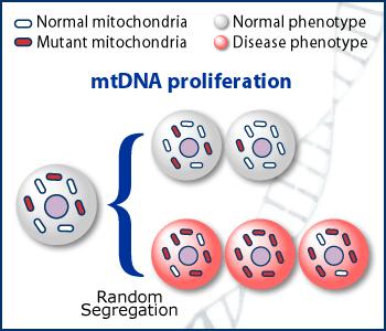 Mitokondriaalisen DNA:n muutokset Kopiolukumäärä vaihtelee Periytyy maternaalisesti Ei tapahdu väestötasolla rekombinaatioita > geneettinen