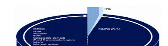 Ei-koodaava RNA Genomi koodaa tuhansittain RNAmolekyylejä, jotka eivät koodaa proteiineja, vaan ovat itsenäisiä
