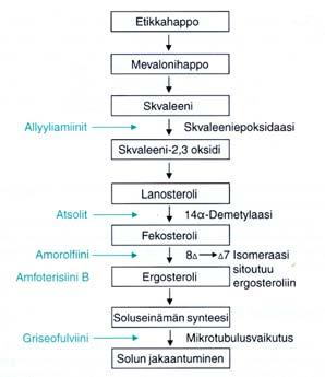 Hiivainfektio Hiivainfektio syntyy vasta, kun vastustuskyky on paikallisesti tai yleisesti alentunut: kostean työn vuoksi kroonisissa kynsivallin tulehduksissa psoriaasissa tai ekseemoissa