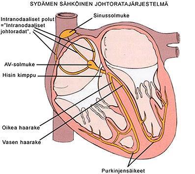 5 60 kertaa minuutissa, joka riittää ylläpitämään elämää. Eteis-kammiosolmuke aktivoituu tahdistamaan sydäntä ainoastaan silloin, kun sinussolmuke epäonnistuu tahdistamisessa.