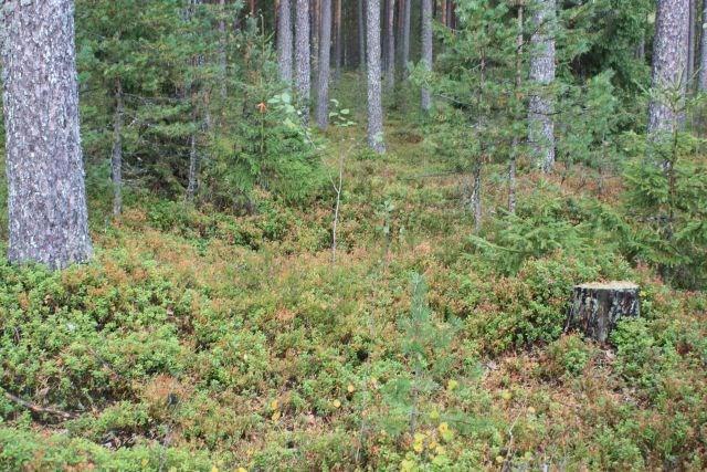 32 Sijoittuminen ja ympäristö: metsässä polun varrella, kevyenliikenteenväylän reunasta noin 40 metriä länteen Tutkittu avaamalla etelävalliin 1 x 1 m laajuinen koekuoppa 66 Tulkinta: historiallisen