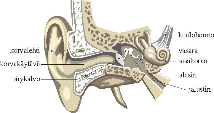 Korvan rakenne Ulkokorva (korvanlehti, korvakäytävä, tärykalvo): - Kerää ja vahvistaa ääntä -